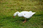 goose in happiness, goose in motion, luck