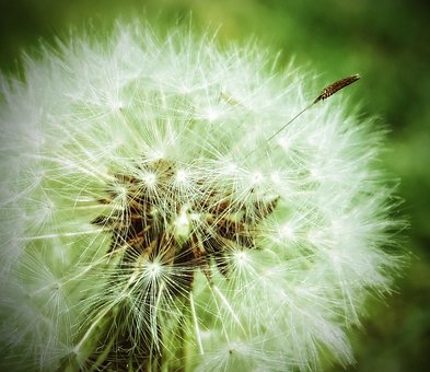 Free Dandelion Flower Background photo and picture