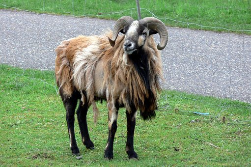 Free Sheep Aries photo and picture