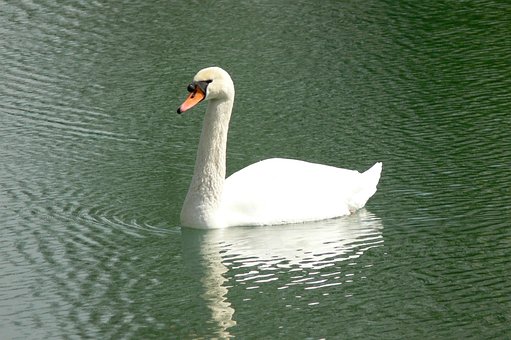 Free Swan Nature photo and picture