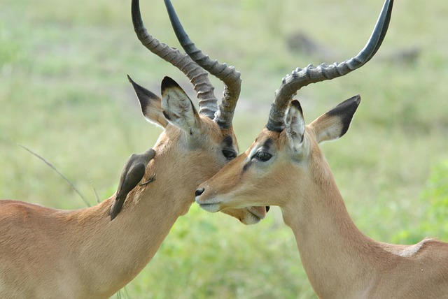 Free Antelopes Bird photo and picture