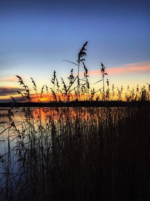 Free Sunset Reed photo and picture