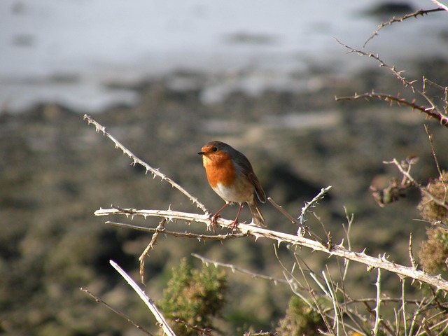 Free Robin Bird photo and picture