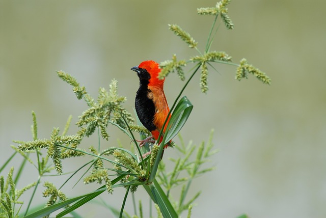 Free Bird Lightweight photo and picture