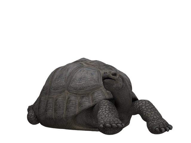 Download free HD stock image of Tortoise Tank Free tortoise tank animal illustration
