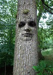tree, man, face