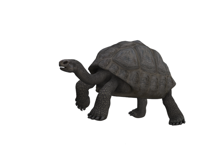 Free tortoise tank nature illustration