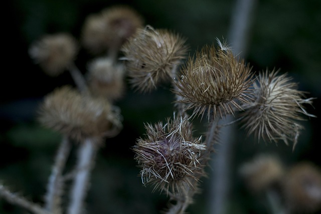 Floare, Vară, Flori Frumoase, Plantelor