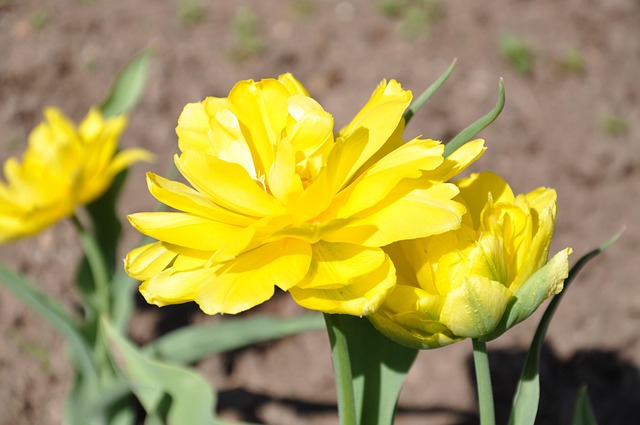 Free Tulips Yellow photo and picture