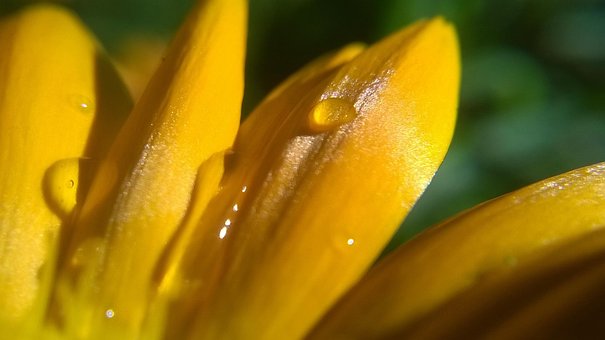 Free Flower Cereal photo and picture