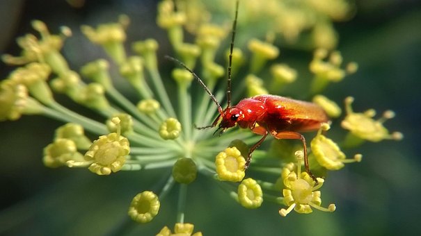 Free Insect Nature photo and picture