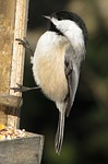 black-capped chickadee, poecile atricapillus, moneymore