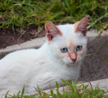 Free Cat White photo and picture