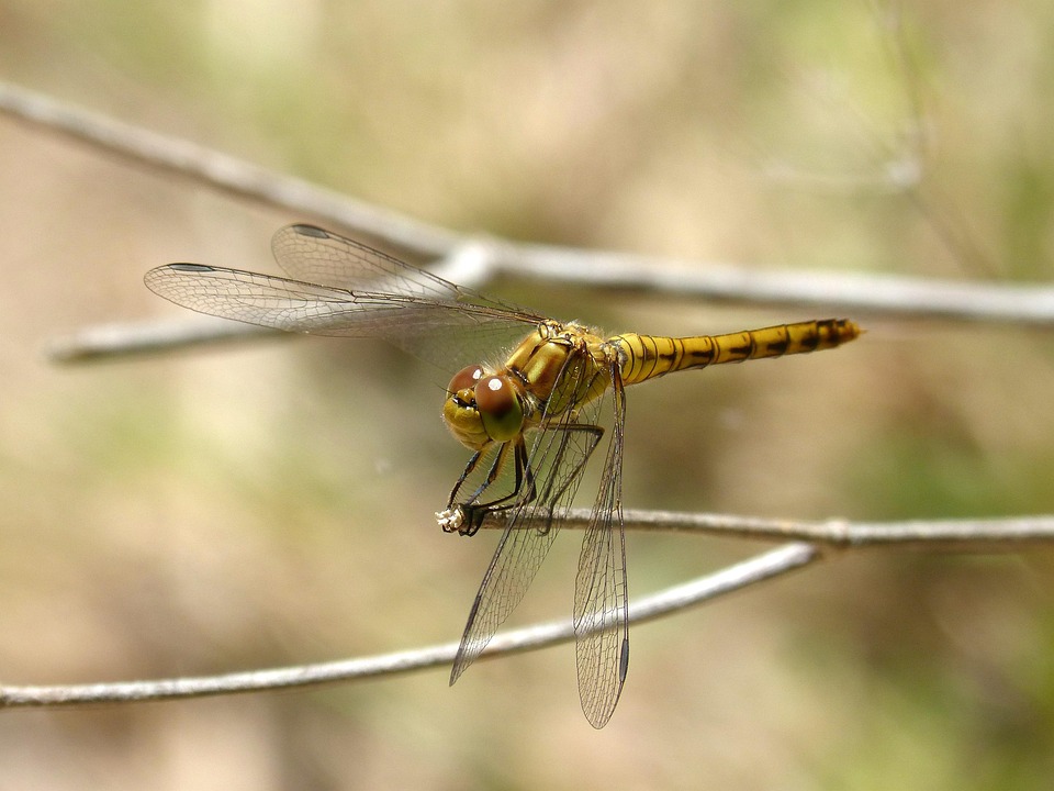 libelle-gelbe-kostenloses-foto-auf-pixabay-pixabay
