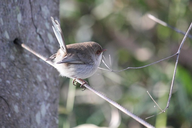 Free Bird Splendid Fairywren photo and picture
