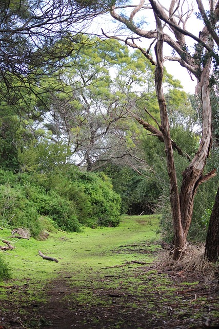 Free Forest Nature photo and picture