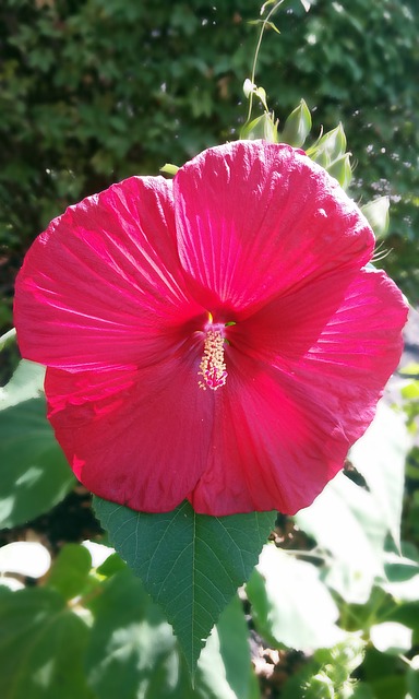 Free hibiscus flower plant illustration