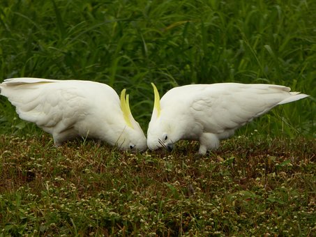 Free Cockatoo Parrot photo and picture