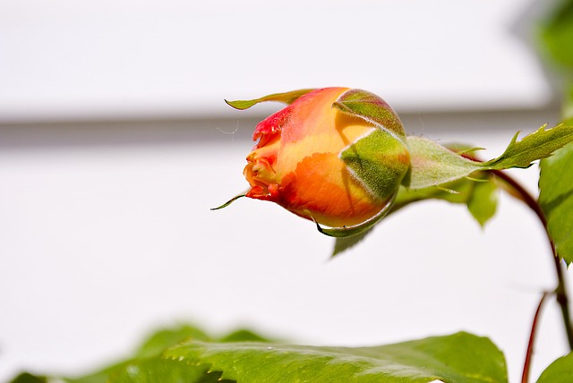 Free Bud Rose photo and picture