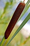 truncheon water, truncheons szerokolistna, wild vegetation
