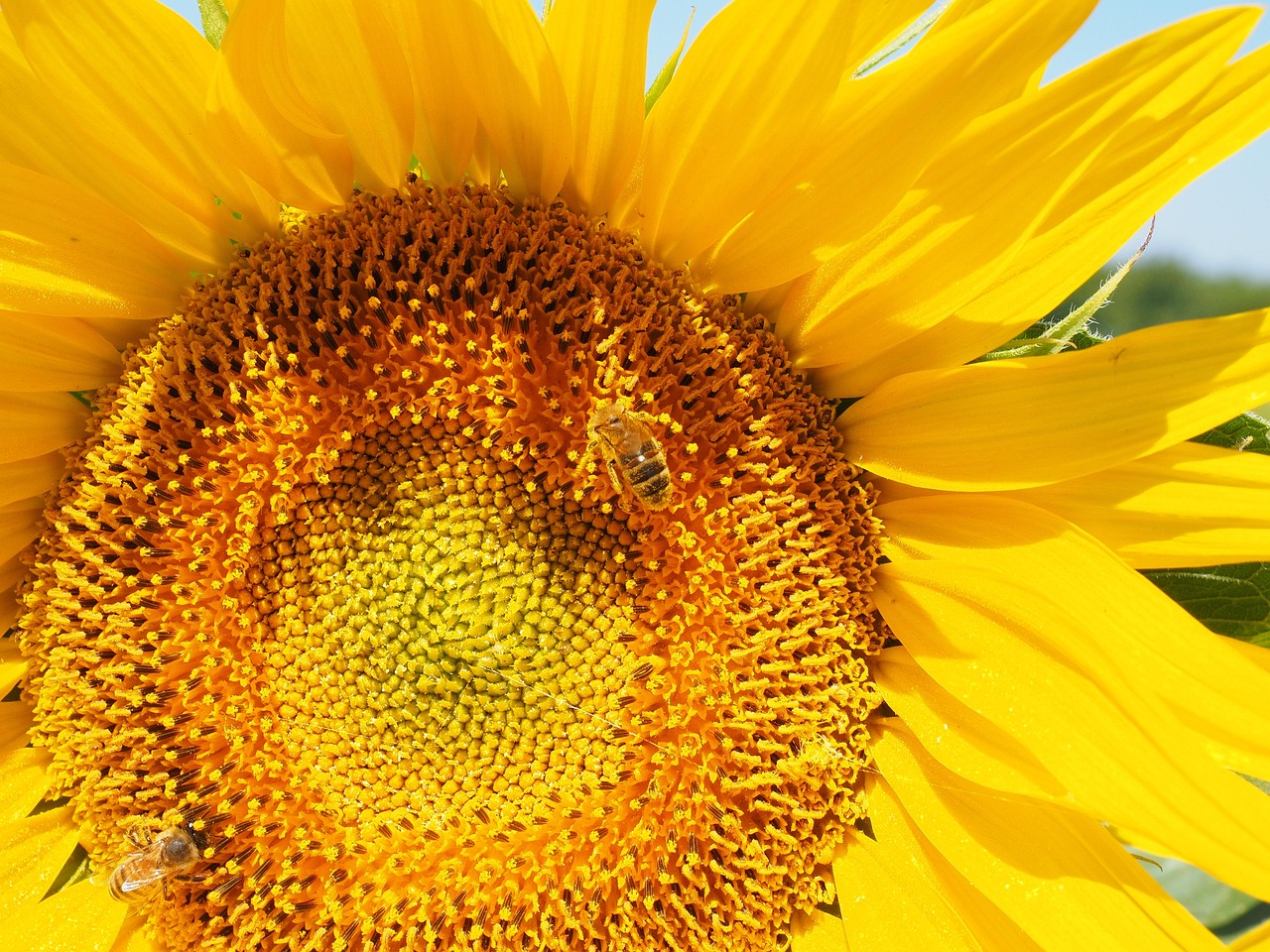 Sunflower Bee Blossom - Free photo on Pixabay - Pixabay