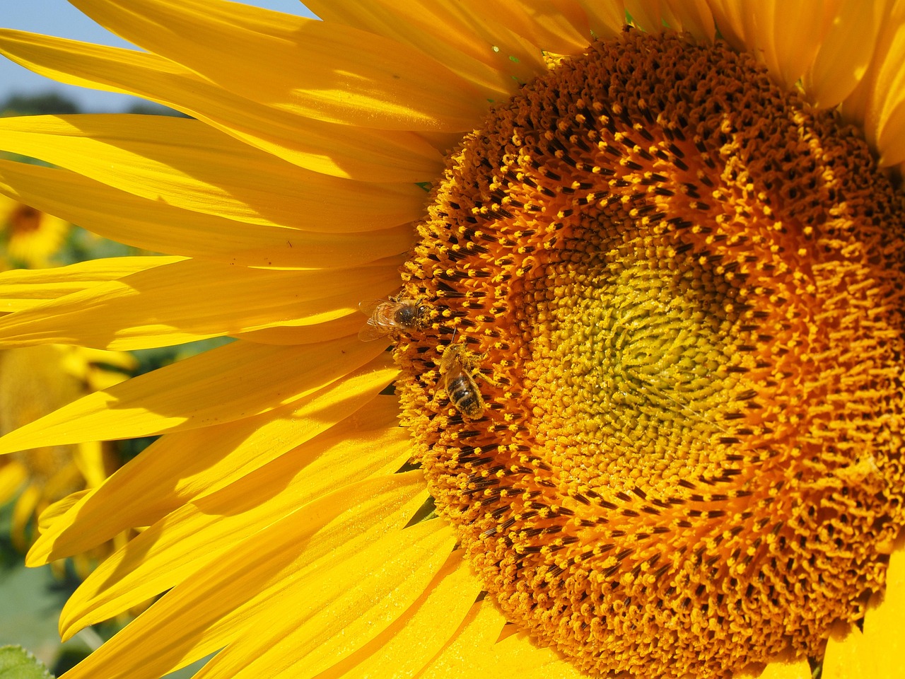 Sunflower Bee Blossom - Free photo on Pixabay - Pixabay