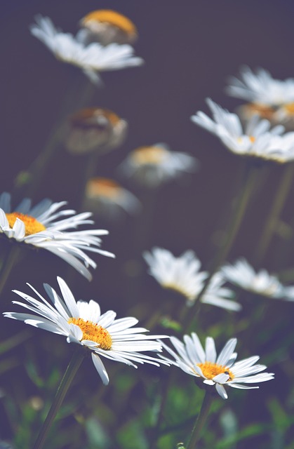 Free Daisies Flower Wallpaper photo and picture