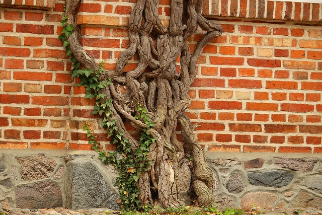 Wine Root Drove - Free photo on Pixabay - Pixabay