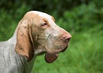 dog, bloodhound, animals