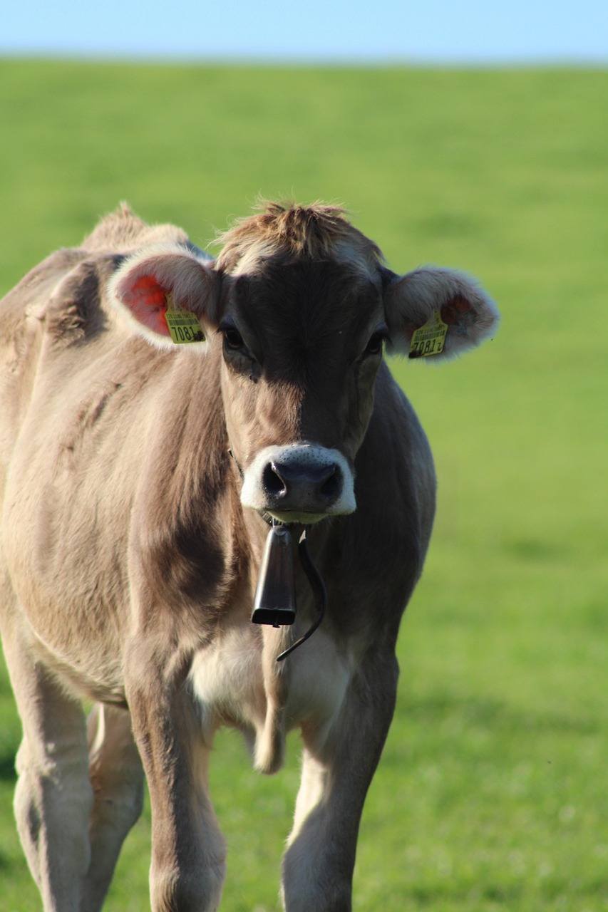 Photo Sapi Sapi Padang Rumput - Foto gratis di Pixabay - Pixabay