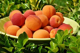 Fruits Abricots Provence Photo Gratuite Sur Pixabay fruits-abricots-provence-photo-gratuite-sur-pixabay