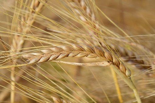 Orzo, Orecchio, Cereali, Orzo Campo