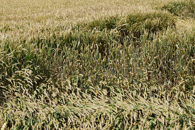 Hintergrund Weizenfeld Kornfeld Kostenloses Foto Auf Pixabay