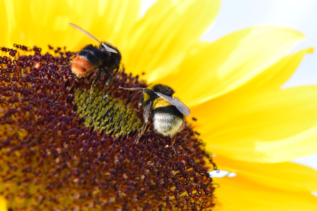 Bumble Sunflower Pollen - Free photo on Pixabay