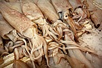 squid, animal, cephalopod mollusc