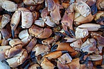 crab, seafood, claws