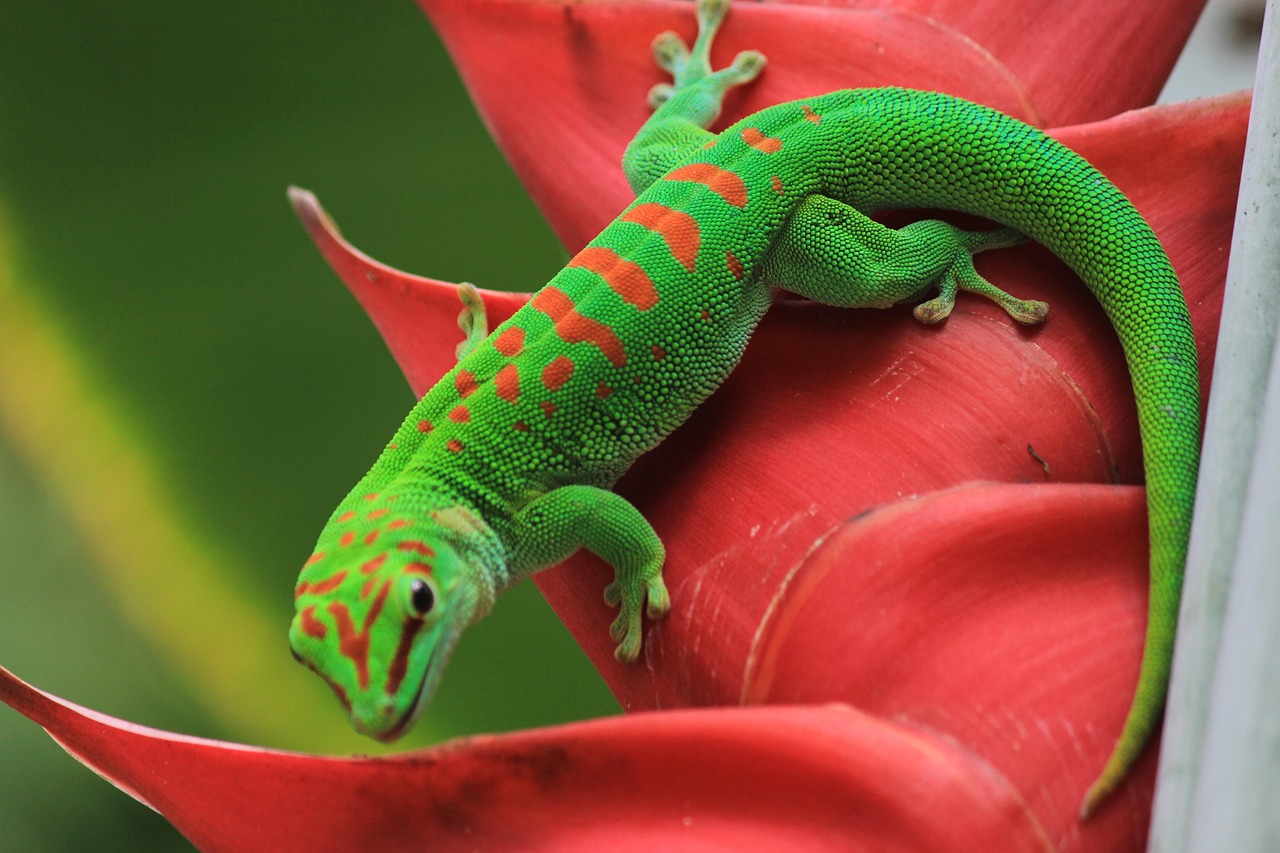 Gecko St Louis Botanical Free photo on Pixabay Pixabay