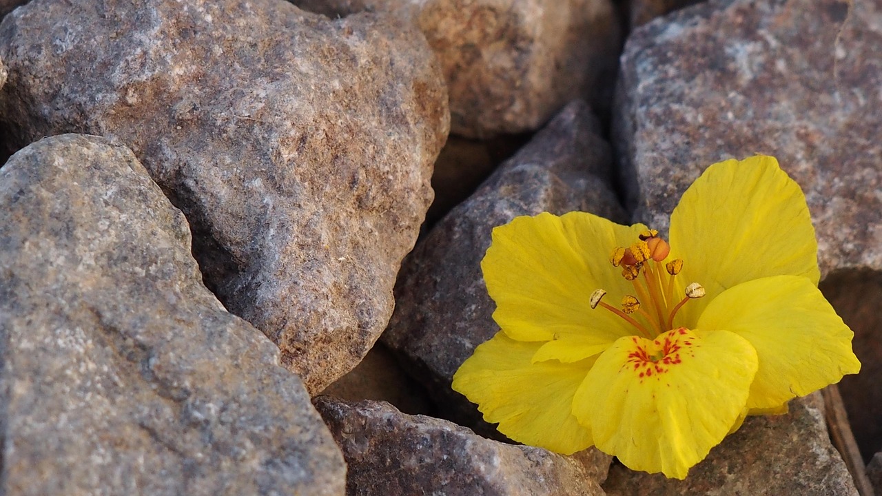 Yellow Flower Rocks Plant Free photo on Pixabay Pixabay