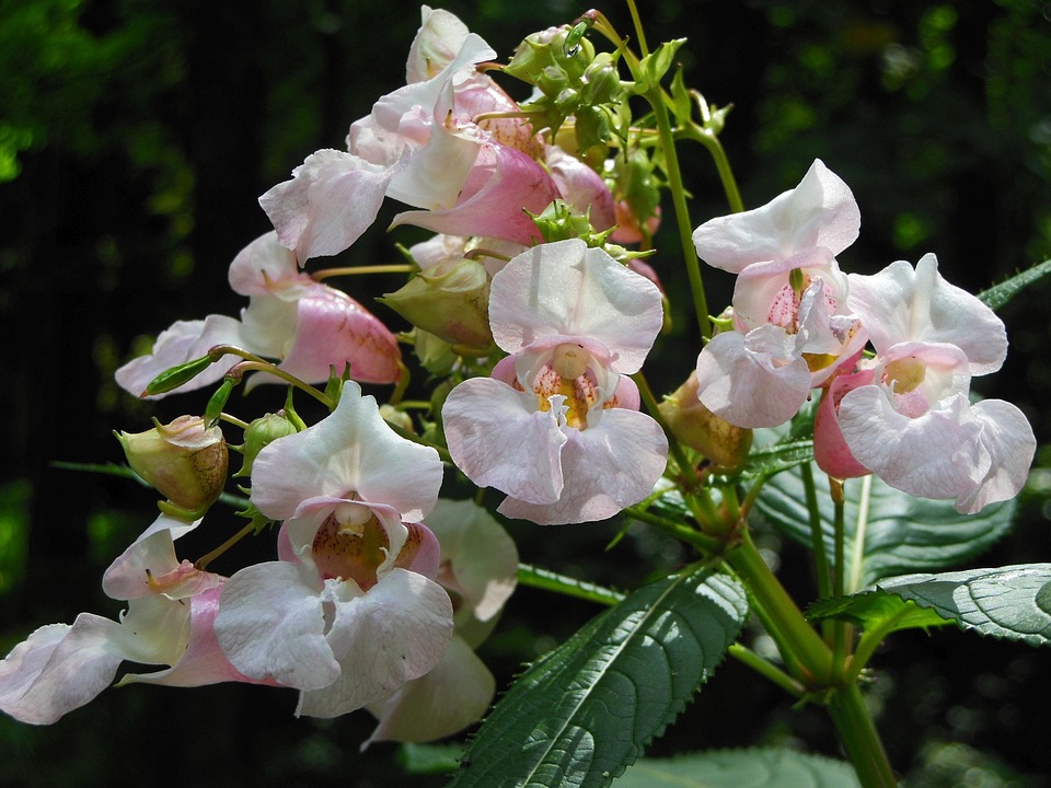 Impatiens Glandulifera Flower Free Photo On Pixabay