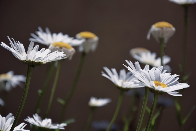 Free Daisies Beautiful Flowers photo and picture