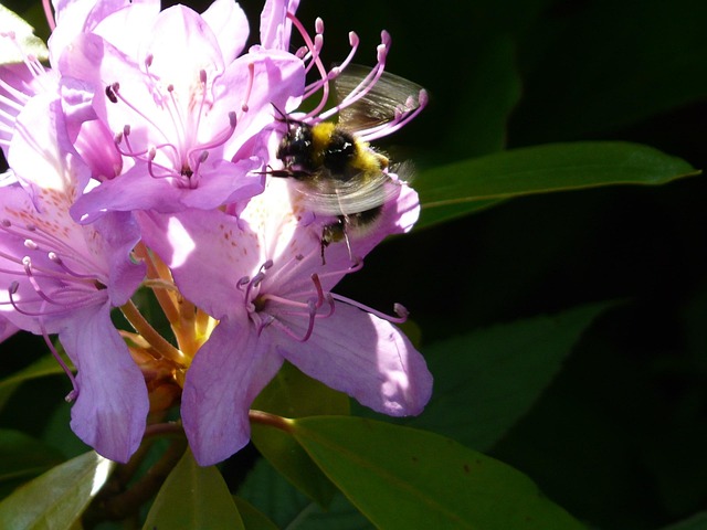 Blume, Hummel, Blühen, Käfer, Insekt