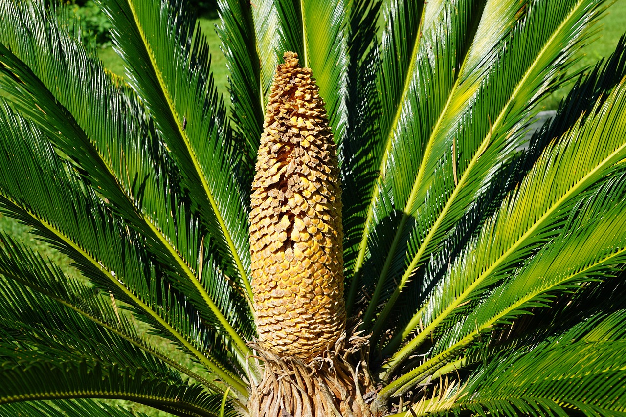 Palm Tree Green Plant Botanical Free photo on Pixabay Pixabay