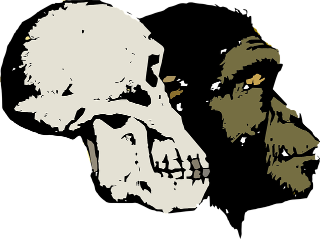 Download Evolution, Skull, Head. Royalty-Free Vector Graphic - Pixabay