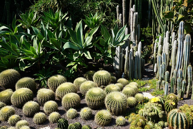 Free Cacti Green photo and picture