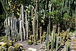 cactus, green, plant