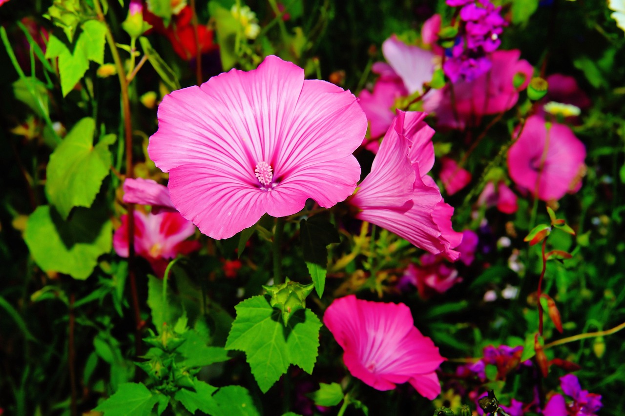 flower-1524397_1280.jpg