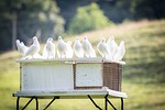 white doves, dovecote, bird