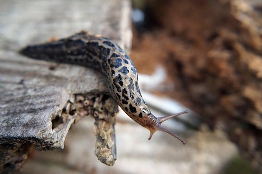 Free Snail Slug photo and picture