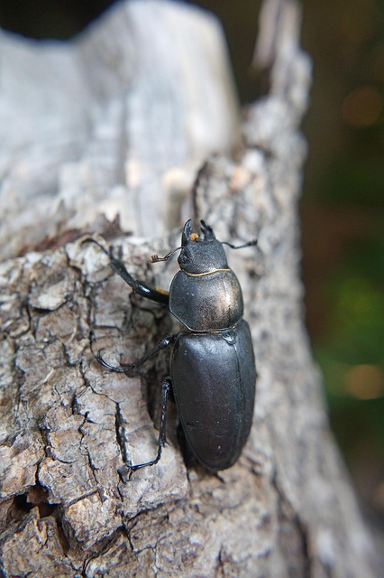 Free Beetle Stag Beetle photo and picture