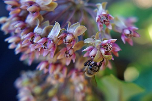 Free Bee Flower photo and picture